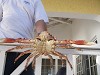 Big crab